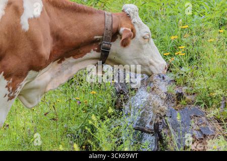 Une vache Holstein-Friesian se dresse sur un pâturage de montagne verdoyant dans la vallée de l'Eng, en Autriche, buvant à une source Banque D'Images