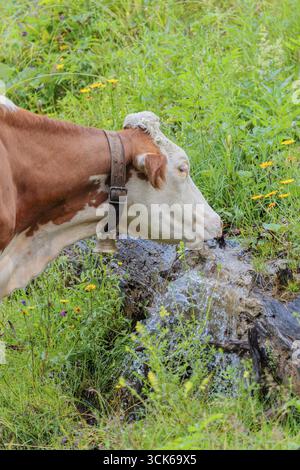 Une vache Holstein-Friesian se dresse sur un pâturage de montagne verdoyant dans la vallée de l'Eng, en Autriche, buvant à une source Banque D'Images