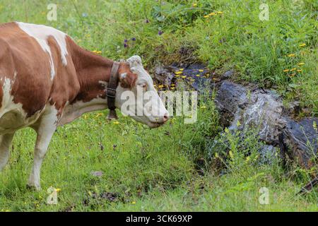 Une vache Holstein-Friesian se dresse sur un pâturage de montagne verdoyant dans la vallée de l'Eng, en Autriche, buvant à une source Banque D'Images