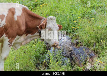 Une vache Holstein-Friesian se dresse sur un pâturage de montagne verdoyant dans la vallée de l'Eng, en Autriche, buvant à une source Banque D'Images