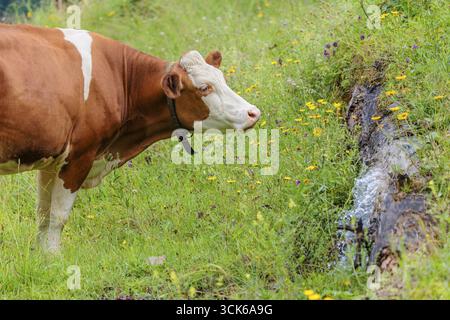 Une vache Holstein-Friesian se dresse sur un pâturage de montagne verdoyant dans la vallée de l'Eng, en Autriche, buvant à une source Banque D'Images