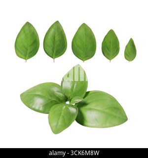 Une collection de feuilles vertes de différentes formes et tailles, mettant en valeur la diversité du feuillage végétal. Banque D'Images