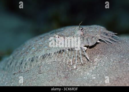 Portrait, turbot panthère (Bothus pantherinus), couché sur fond sablonneux, mer Rouge, Egypte Banque D'Images