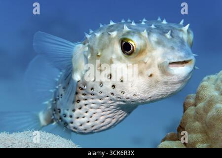Le hogfish à taches jaunes (Cyclichthys spilostylus) nageant au-dessus du récif corallien, mer Rouge, Charm el-Cheik, Égypte Banque D'Images