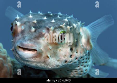 Portrait, hogfish à taches jaunes (Cyclichthys spilostylus) nageant au-dessus du récif corallien, mer Rouge, Charm el-Cheik, Égypte Banque D'Images