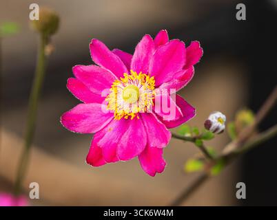 Fleur rose double du début de l'automne de l'anémone vivace japonaise rustique, anémone x hybrida 'Pamina' Banque D'Images