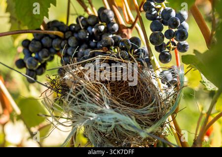 Gros plan d'un nid d'oiseau vide construit entre des grappes de raisins noirs mûrs dans un vignoble pendant la saison des vendanges. Banque D'Images