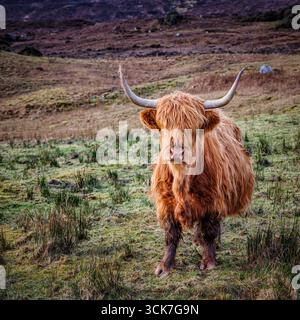 Scottish Highland Cattle, Écosse Banque D'Images
