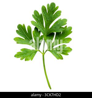 Une feuille de persil vert frais isolée sur un fond blanc, couramment utilisée dans la cuisson et la garniture des plats. Banque D'Images