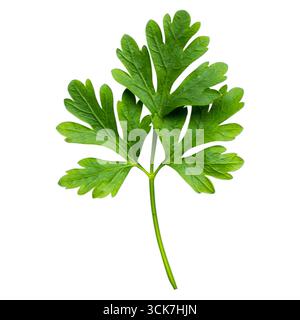 Une feuille de persil vert frais, couramment utilisée comme herbe dans la cuisson et la garniture des plats. Banque D'Images
