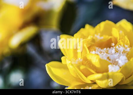 Rose jaune en fleurs dans le jardin en temps de neige Banque D'Images