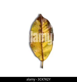 Une seule feuille jaune mettant en valeur les couleurs et les textures de l'automne. Banque D'Images