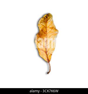 Une seule feuille jaune séchée, mettant en valeur ses veines complexes et sa texture naturelle. Banque D'Images