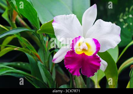 Accrocheur Garden Jewel, un Cattleya en pleine floraison Banque D'Images