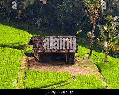 Une cabane en bois rustique avec des tuiles d'argile utilisées par un agriculteur local au milieu de la rizière Banque D'Images