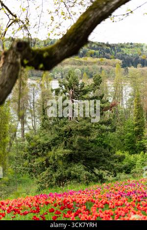 Vue sur une pente sur l'île Mainau avec un grand pin avec une pointe cassée, un premier plan de tulipes rouges et une branche d'arbre dans le cadre. Banque D'Images