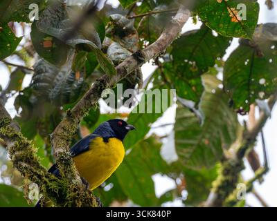 Hooded Mountain Tanager, Buthraupis montana, dans la forêt nuageuse de Casa Simpson, réserve de Jocotoco, Équateur Banque D'Images