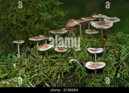 Bonnets communs (Mycena galericulata) de Hidra, au sud-ouest de la Norvège, en septembre. Banque D'Images