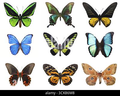 Collection de beaux papillons tropicaux isolé sur fond blanc Banque D'Images