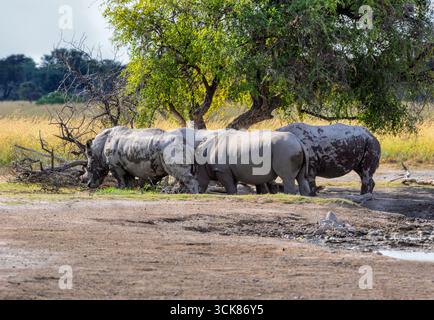 rhinocéros paissant dans la savane à l'ombre d'un arbre, safari africain dans la brousse Banque D'Images