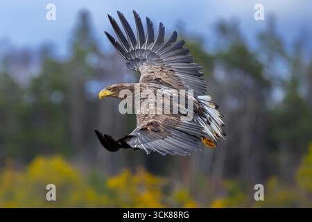 Aigle à queue blanche / aigle de mer eurasien / erne (Haliaeetus albicilla) juvénile en vol au-dessus de landes / landes en lisière de forêt Banque D'Images