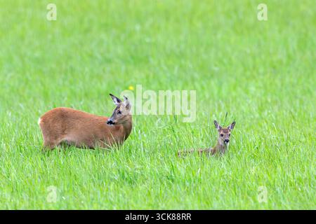 Chevreuil d'Europe (Capreolus capreolus) femelle / biche avec fauve simple se forgeant dans la prairie / prairie au printemps Banque D'Images