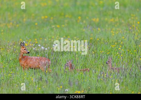 Chevreuil d'Europe (Capreolus capreolus) femelle / biche avec deux faons butinant dans la prairie / prairie avec des fleurs sauvages au printemps Banque D'Images