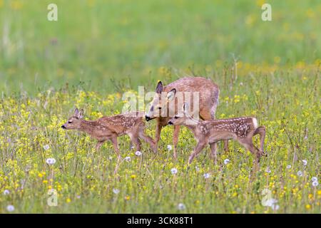 Chevreuil d'Europe (Capreolus capreolus) femelle / biche reniflant des faons jumeaux dans la prairie / prairie avec des fleurs sauvages au printemps Banque D'Images