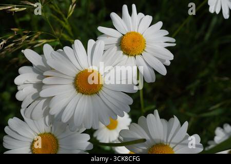 fond floral de fleurs de marguerite. floraison saisonnière de fleurs dans le jardin Banque D'Images
