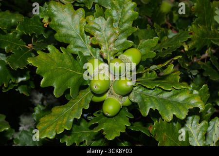 Ces glands sont du chêne sessile (Quercus petraea). Il est originaire de la plupart de l'Europe et de l'Anatolie et de l'Iran, et est l'arbre national de l'Irlande Banque D'Images