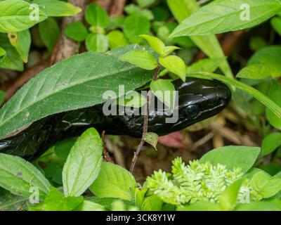 Ecuador Sipo, Chironius grandisquamis, un serpent noir à la loge Umbrellabird, El Oro, Équateur Banque D'Images