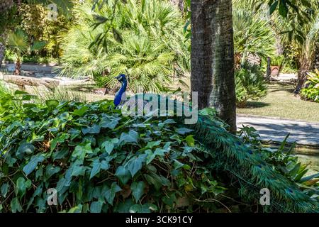 Paon coloré repose sur un feuillage épais, entouré de plantes tropicales vibrantes, créant une atmosphère tranquille dans un jardin méditerranéen rempli de n Banque D'Images