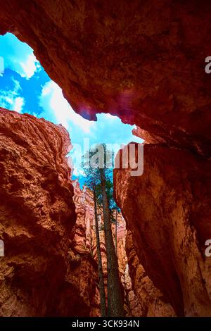 Lone Tree Rising entre les imposants murs d'Orange Rock et Blue Sky Utah Canyon Banque D'Images