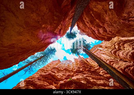 Bryce Canyon Wall Street Navajo Loop Lone Tree et Red Rock formations par le bas Banque D'Images