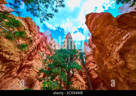 Formations Lone Tree et Hoodoo dans le parc national de Bryce Canyon, Utah Low perspective Banque D'Images