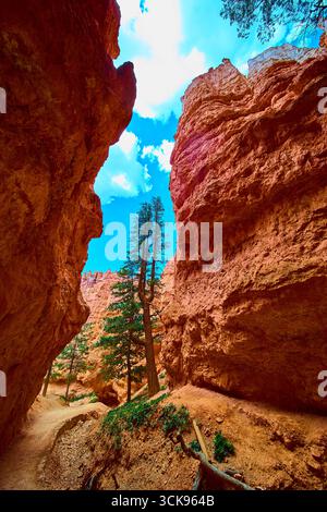 Sentier de Wall Street de Bryce Canyon avec ses falaises de Red Rock et sa perspective Lone Tree Banque D'Images