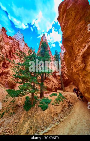 Bryce Canyon Hoodoos Lone Tree et randonneurs sur Navajo Loop Wall Street Trail Utah Banque D'Images