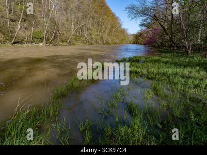 La rivière Salamoine coule juste au-dessus de ses rives au printemps, dans le comté de Wabash, Indiana Banque D'Images