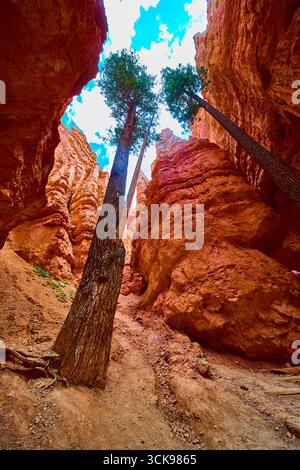 Bryce Canyon Wall Street Trail Lone Pine Trees et Red Rock Cliffs Low perspective Banque D'Images
