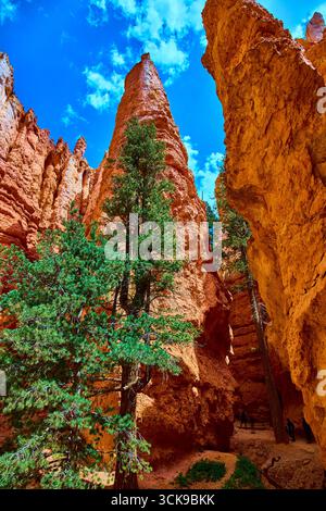Bryce Canyon Hoodoo spires avec Lone Tree et Blue Sky sur Navajo Loop Trail Banque D'Images