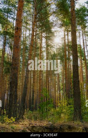 La lumière du soleil brille à travers de grands pins dans une forêt dense et verdoyante, créant des faisceaux de lumière naturels et une atmosphère boisée calme pendant un summe lumineux Banque D'Images