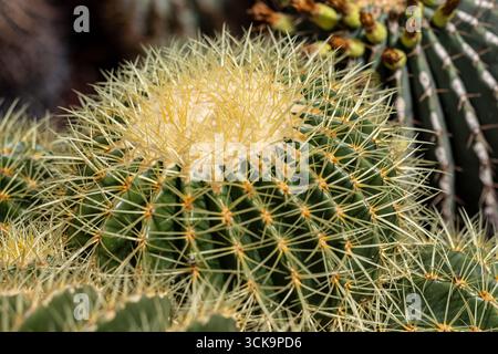 photographie macro d'un cactus avec de grandes épines Banque D'Images