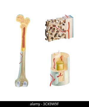 Coupe transversale d'un fémur humain avec gros plans de sa structure interne. Illustration numérique. Banque D'Images
