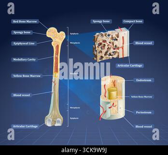 Coupe transversale d'un fémur humain avec gros plans de sa structure interne. Illustration numérique. Banque D'Images