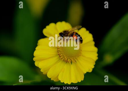 Abeille sur fleur d'éneezeweed jaune, charge de pollen orange sur la patte arrière visible, vue macro avec disque central et pétales rayonnants contre le feuillage foncé. Banque D'Images