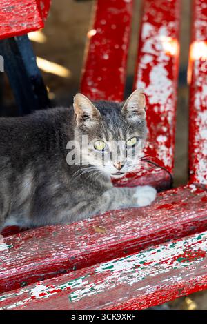 Chat errant au public Cat Shelter au parc Gnien Indipendenza, Silema, Malte Banque D'Images