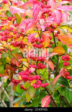 Arbre du fuseau (Euonymus europaeus). L'image montre en gros plan les fruits capturés à la fin de l'été. Septembre 2025 Banque D'Images