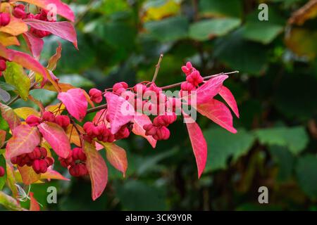 Arbre du fuseau (Euonymus europaeus). L'image montre en gros plan les fruits capturés à la fin de l'été. Septembre 2025 Banque D'Images