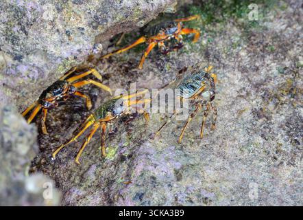 Plusieurs crabes rocheux à coquille mince ou crabes à pieds légers Natal sally (Grapsus tenuicrustatus), sur une roche corallienne, comté de Kilifi, Watamu, côte du Kenya. Banque D'Images