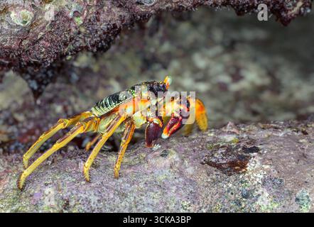Crabe rocheux à coquille mince ou crabe à pied léger Natal sally (Grapsus tenuicrustatus), sur une roche corallienne, vue latérale, comté de Kilifi, Watamu, côte du Kenya. Banque D'Images